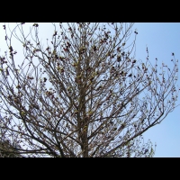 Asimina triloba (fam Annonacees) (Am. du nord) (1)